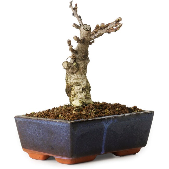 Wisteria sinensis, 15,5 cm, ± 8 years old