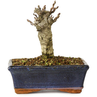 Wisteria sinensis, 15,5 cm, ± 8 años