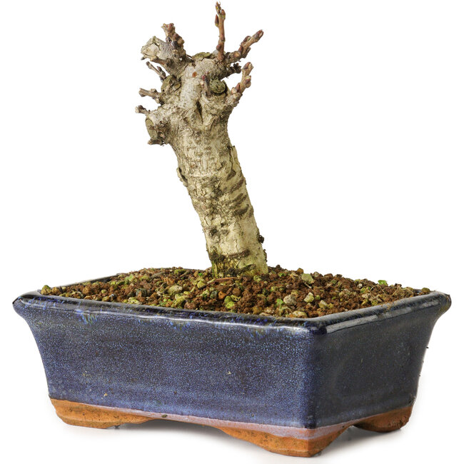 Wisteria sinensis, 15,5 cm, ± 8 jaar oud