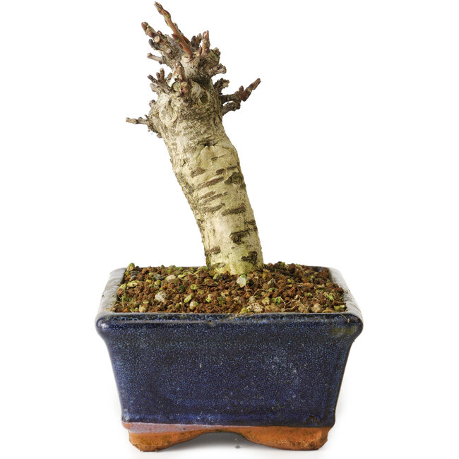 Wisteria sinensis, 15,5 cm, ± 8 jaar oud