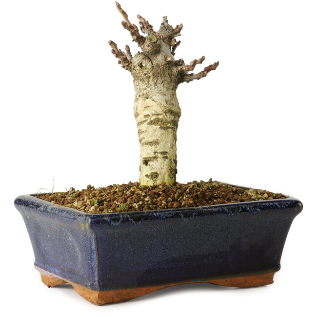 Wisteria sinensis, 15,5 cm, ± 8 años