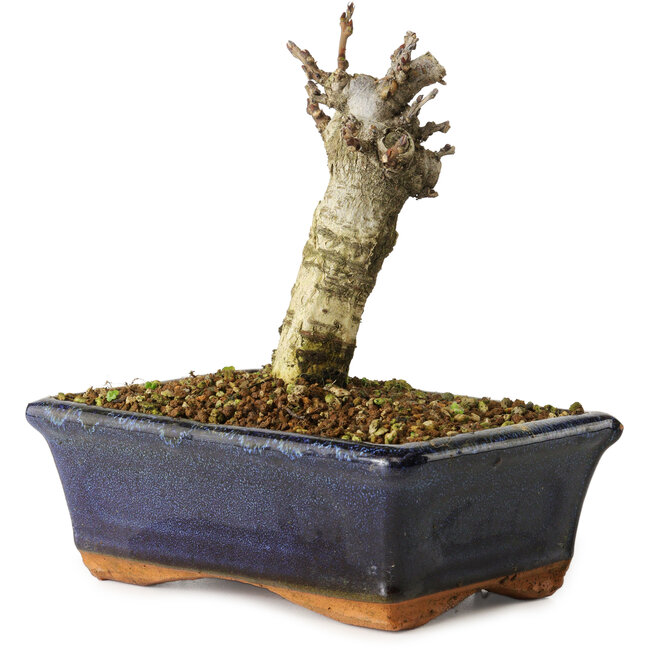 Wisteria sinensis, 15,5 cm, ± 8 jaar oud