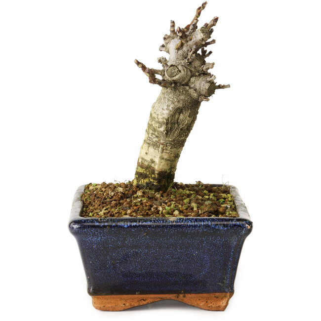 Wisteria sinensis, 15,5 cm, ± 8 years old