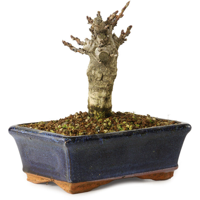 Wisteria sinensis, 15,5 cm, ± 8 ans