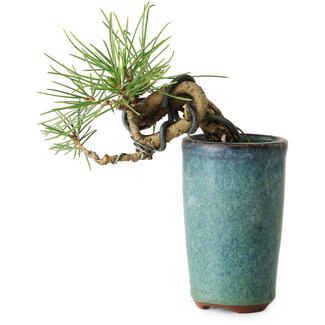 Pinus thunbergii, 8,5 cm, ± 8 jaar oud
