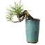 Pinus thunbergii, 8,5 cm, ± 8 anni
