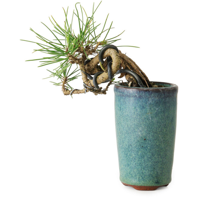 Pinus thunbergii, 8,5 cm, ± 8 years old