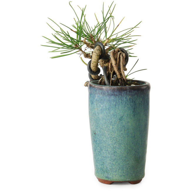 Pinus thunbergii, 8,5 cm, ± 8 ans