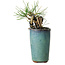 Pinus thunbergii, 8,5 cm, ± 8 jaar oud