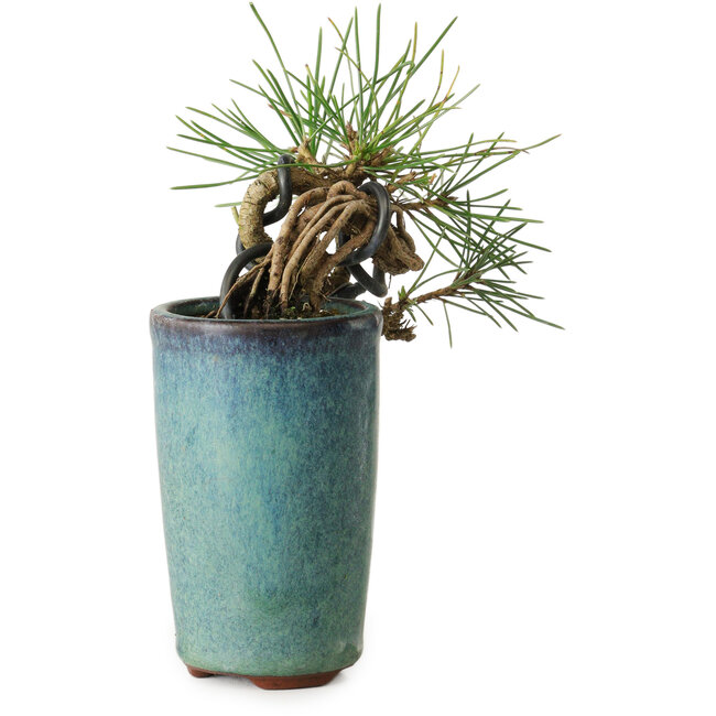 Pinus thunbergii, 8,5 cm, ± 8 Jahre alt
