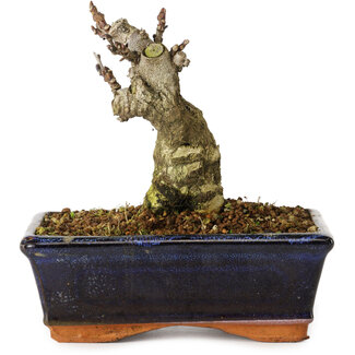 Wisteria sinensis, 15,5 cm, ± 8 ans