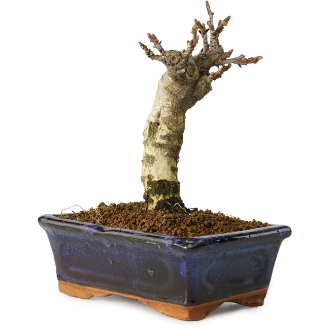 Wisteria sinensis, 15,5 cm, ± 8 años