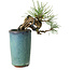 Pinus thunbergii, 8,5 cm, ± 8 jaar oud