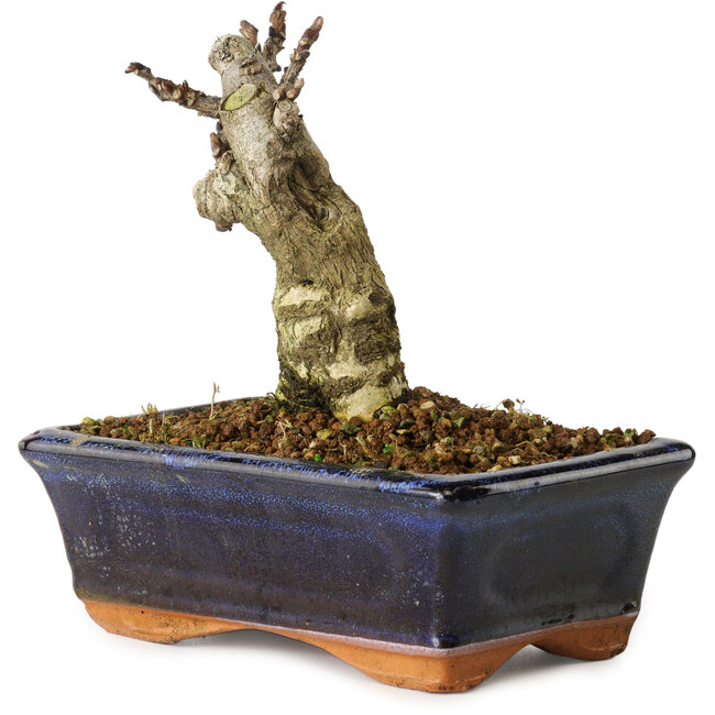 Wisteria sinensis, 15,5 cm, ± 8 ans