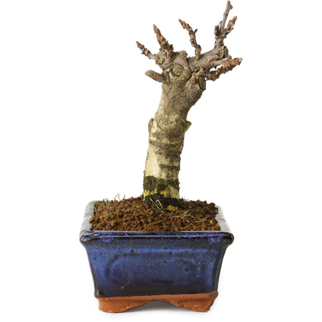 Wisteria sinensis, 15,5 cm, ± 8 jaar oud