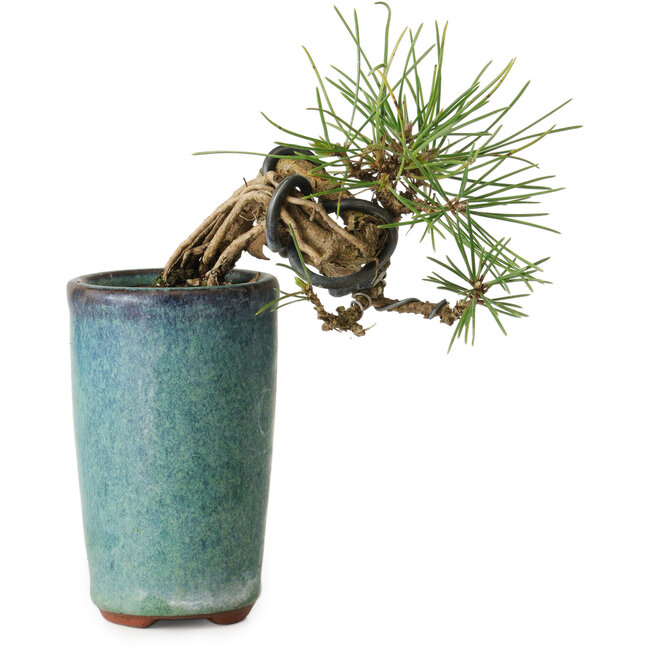 Pinus thunbergii, 8,5 cm, ± 8 anni