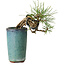 Pinus thunbergii, 8,5 cm, ± 8 anni