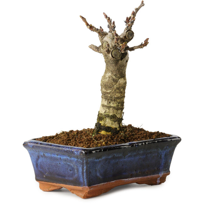 Wisteria sinensis, 15,5 cm, ± 8 jaar oud