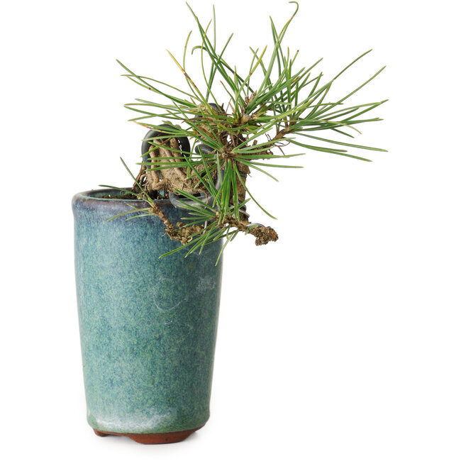 Pinus thunbergii, 8,5 cm, ± 8 anni