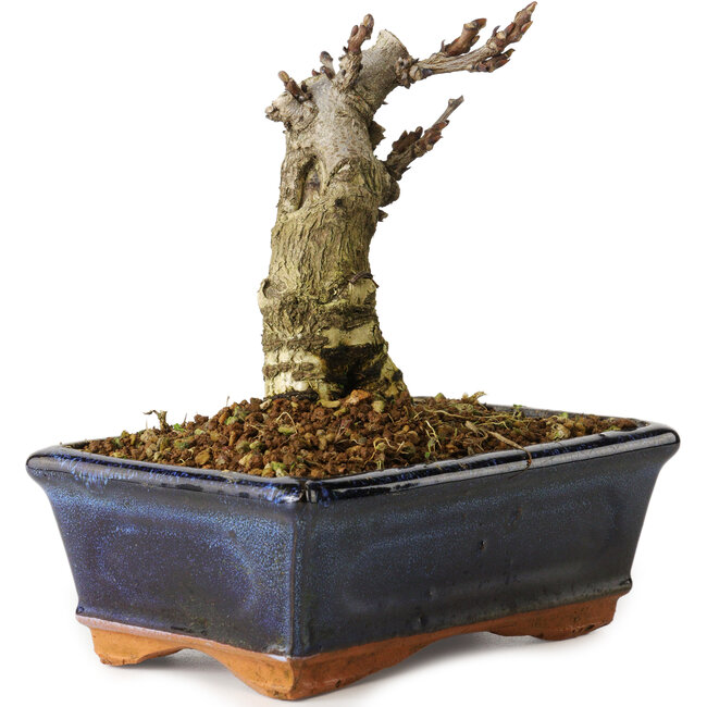 Wisteria sinensis, 15,5 cm, ± 8 ans