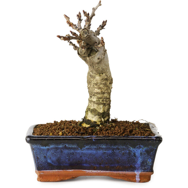 Wisteria sinensis, 15,5 cm, ± 8 jaar oud