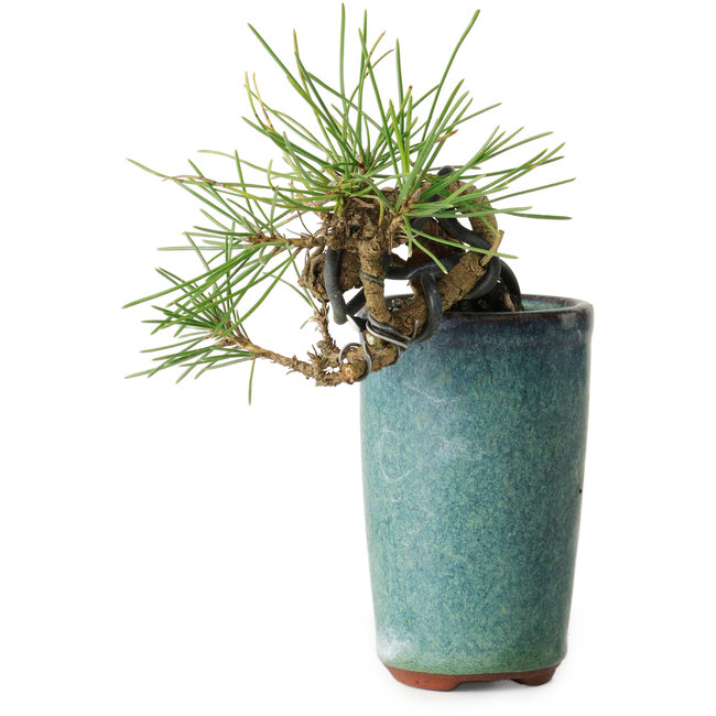 Pinus thunbergii, 8,5 cm, ± 8 anni