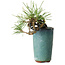 Pinus thunbergii, 8,5 cm, ± 8 jaar oud
