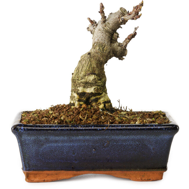 Wisteria sinensis, 15,5 cm, ± 8 jaar oud