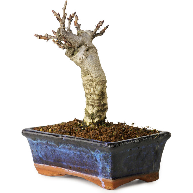 Wisteria sinensis, 15,5 cm, ± 8 years old