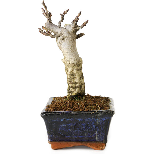 Wisteria sinensis, 15,5 cm, ± 8 Jahre alt