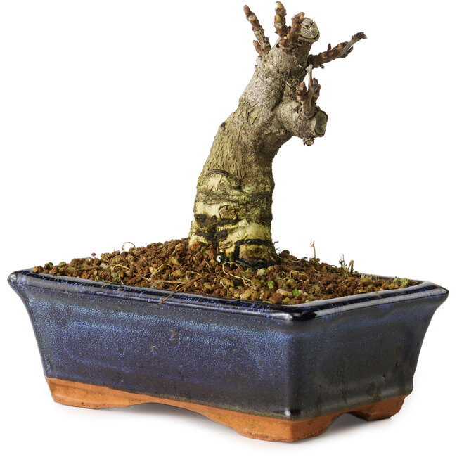 Wisteria sinensis, 15,5 cm, ± 8 ans