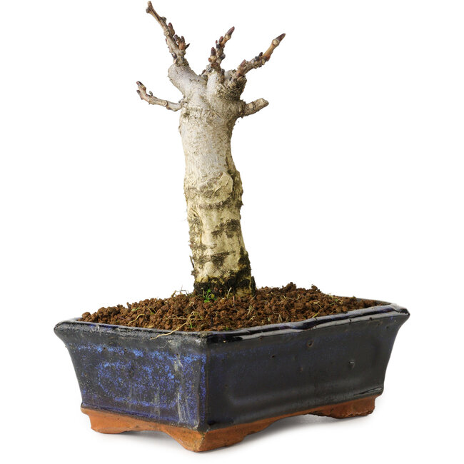 Wisteria sinensis, 15,5 cm, ± 8 ans