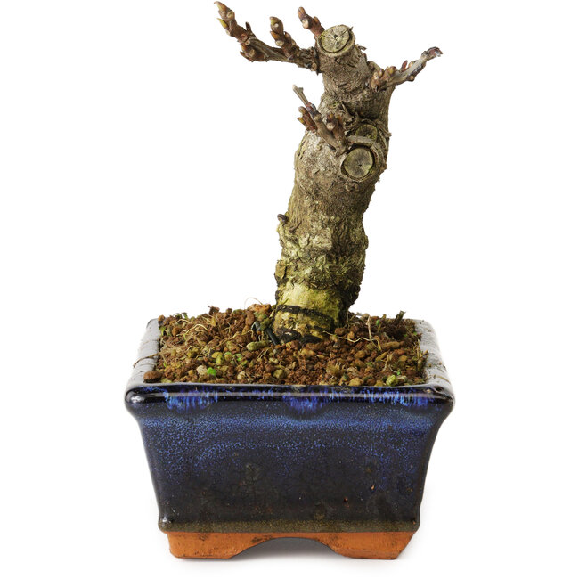 Wisteria sinensis, 15,5 cm, ± 8 jaar oud