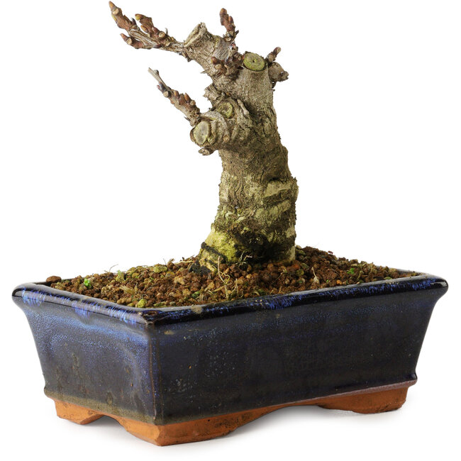 Wisteria sinensis, 15,5 cm, ± 8 years old