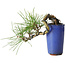 Pinus thunbergii, 8,5 cm, ± 8 ans
