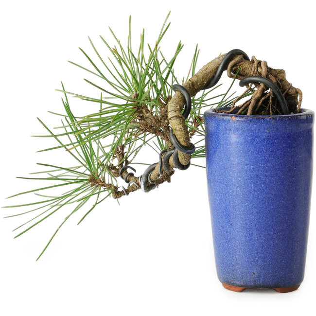 Pinus thunbergii, 8,5 cm, ± 8 años