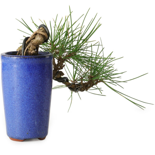 Pinus thunbergii, 8,5 cm, ± 8 ans