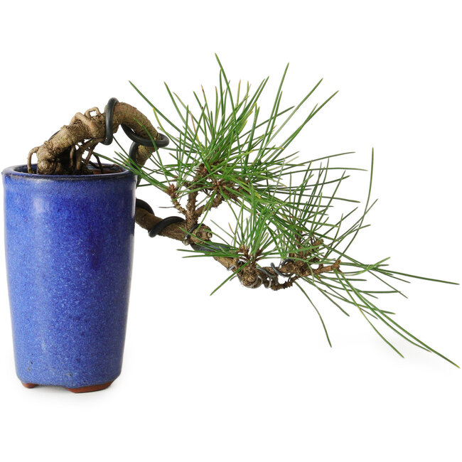 Pinus thunbergii, 8,5 cm, ± 8 anni