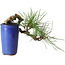 Pinus thunbergii, 8,5 cm, ± 8 jaar oud