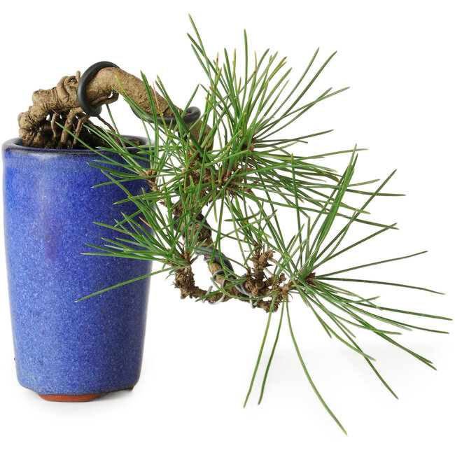 Pinus thunbergii, 8,5 cm, ± 8 jaar oud
