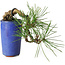 Pinus thunbergii, 8,5 cm, ± 8 ans