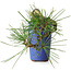 Pinus thunbergii, 8,5 cm, ± 8 Jahre alt