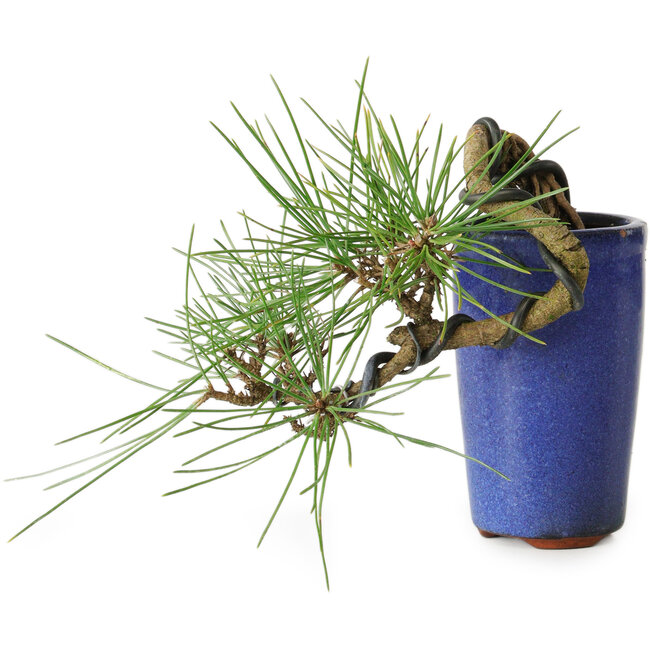Pinus thunbergii, 8,5 cm, ± 8 ans