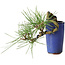 Pinus thunbergii, 8,5 cm, ± 8 ans