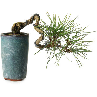 Pinus thunbergii, 8,5 cm, ± 8 ans