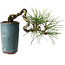 Pinus thunbergii, 8,5 cm, ± 8 ans
