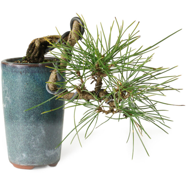 Pinus thunbergii, 8,5 cm, ± 8 ans