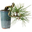 Pinus thunbergii, 8,5 cm, ± 8 ans