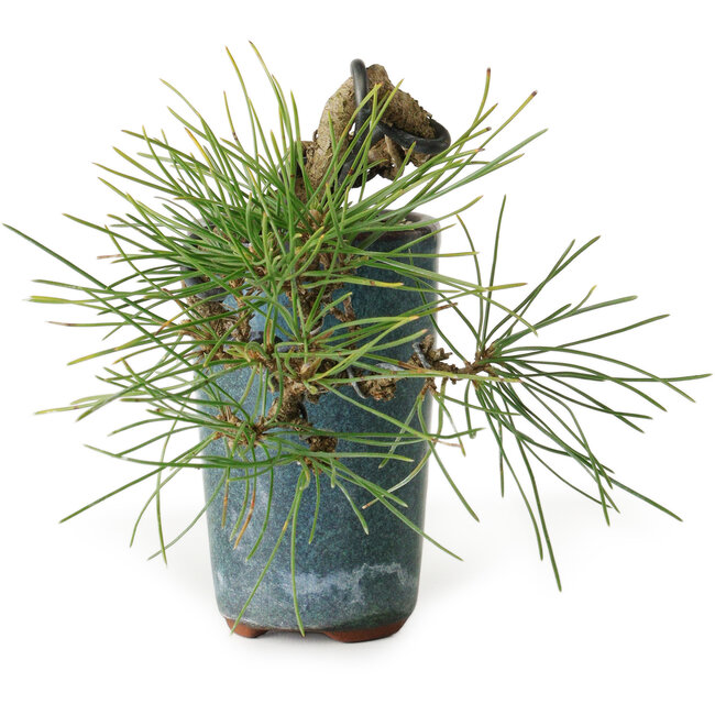 Pinus thunbergii, 8,5 cm, ± 8 ans