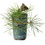 Pinus thunbergii, 8,5 cm, ± 8 ans